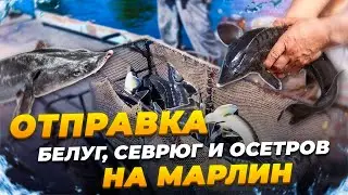 Отправка Белуг, Севрюг и осетров на Марлин