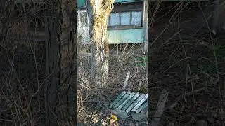 просто белка))