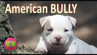 AMERICAN BULLY PUPPY