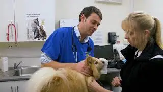 Pet Remedy in Practice