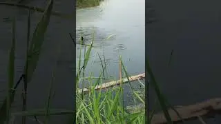 Совсем мелкий)