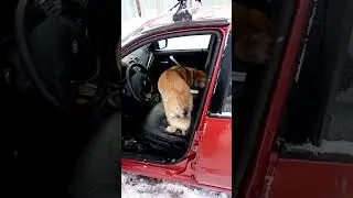 Пора в автошколу