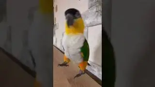дайдайдайдайнудай