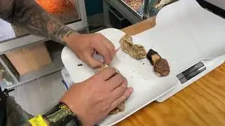 Mes premières naissances de pythons diamants !