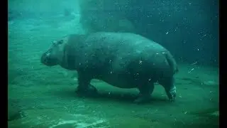 Hippo Running, Walking and Swimming Underwater
