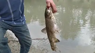 Белый Амур,в Реке Сунжа