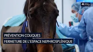 Coliques du cheval, une chirurgie préventive efficace. Fermeture de l’espace néphro-splénique.