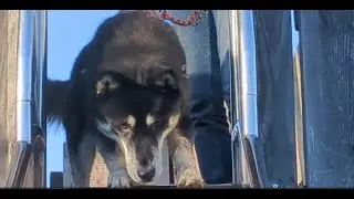 Husky auf Spielplatz 💙 | 🐺 Husky Goraidh 🐾
