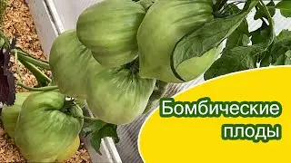 18 июля Сортовые томаты в Хавьеровской теплице / Минская область