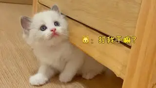 小奶貓好慘啊，一找多多貓爸就被欺負，真的是一枚小可憐~【小布偶福多多duoduo】