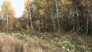 Перевернутый лес - тизер - Paradox Films