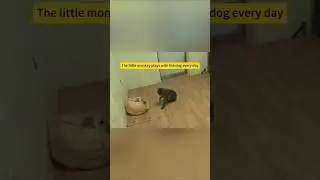 What magic do the Dog on the sad Monkey 🥰🥹