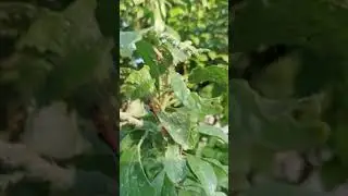 Как пчелы собирают падевый мед #анатолийстрелец