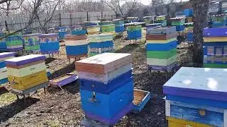 Масштабная зимовка пчёл на чистом подсолнухе под пленкой и с утеплением (в ульях болото, плесень, )