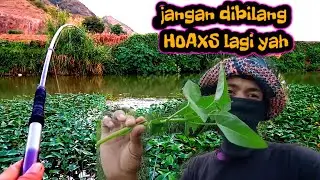 KELARIFIKASI..Umpan daun kangkung yang di bilang HOAXS