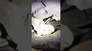 S40 Clicking noise