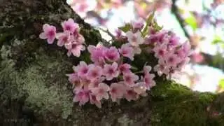 Makis Ablianitis - Astro Krifo (Instrumental) ☆彡