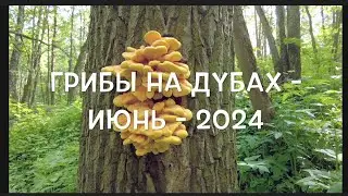 Грибы на дубах   июнь   2024