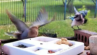 New and Unusual Sound From Blue Jay