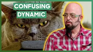 Jackson Meets A Violent Cat That Attacks Its Owner | My Cat From Hell