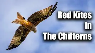 Wildlife Photography With Stunning Red Kites