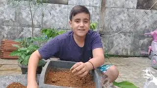 Replantar açafrão.