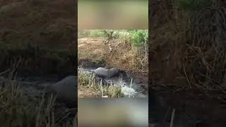 A hippopotamus saved an antelope and then changed its mind
