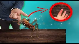 КАК ИЗБАВИТЬСЯ ОТ УКУСА ОГРОМНОГО МУРАВЬЯ ЛИСТОРЕЗА. Последствия укуса