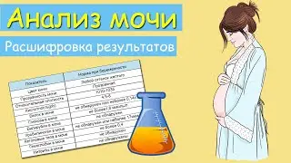 Анализ мочи при беременности. Расшифровка результатов