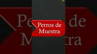 perros de muestra grupo 7
