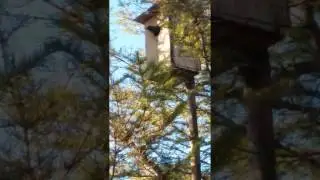Скворец дальневосточный покорил Якутию