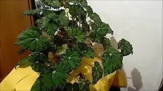 мой цветочный рай
