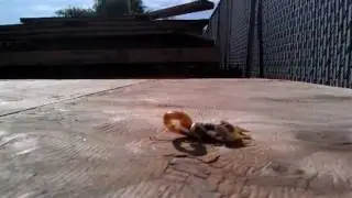Scorpion