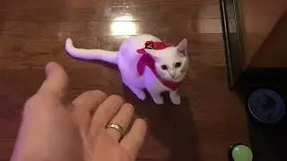 Voyager Step-in Air Cat Harness Instructions