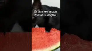 арбузы #шайлураптор  #индоминусяйца