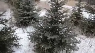 Садовый центр Агро24 | Ель голубая 170 см.
