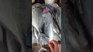 Тунцы и трахиноты на рынке 🇻🇳 