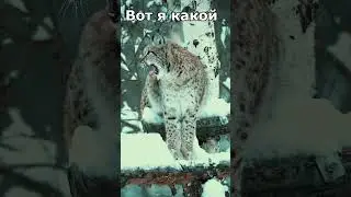Вот я какой :) Shorts #cute #смешное_видео #funny