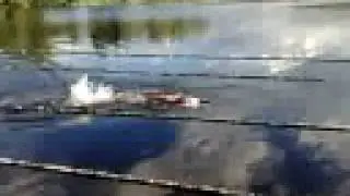 Kärnjärv (Anti, Peep)