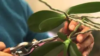 Comment bouturer les orchidées ?