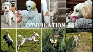 FIDO'S COMPILATION #4 | 5 months old poodle | Life of pet Fido