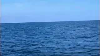 HammerHead Shark ( HUGE ) Lady Pamela 2 Fort Lauderdale