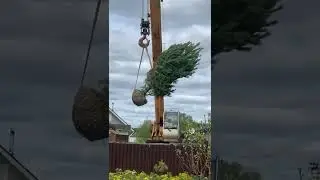 Посадка взрослых деревьев