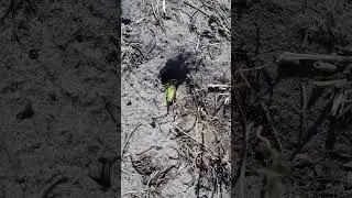 Оса Сфекс жетоватый на берегу Кудьмы у водопада