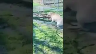 Собака танцует. Танцующая собака . полька .