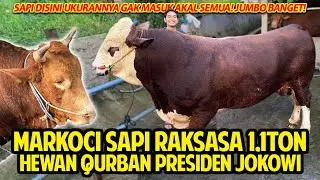 MARKOCI SI SAPI RAKSASA 1TON LEBIH PILIHAN PRESIDEN JOKOWI! SAPI DISINI RAKSASA SEMUA! 1 TON LEBIH!