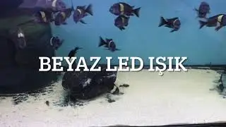 2-3 CM YAVRUDA CİNSİYET AYRIMI OLUR MU ?