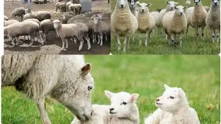 A Best Sheep farming in Australia.