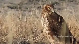 Magnificent Northern Harrier: Resting and Hunting