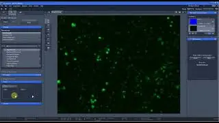 How to overlay the images from different channels using ZEN Lite 